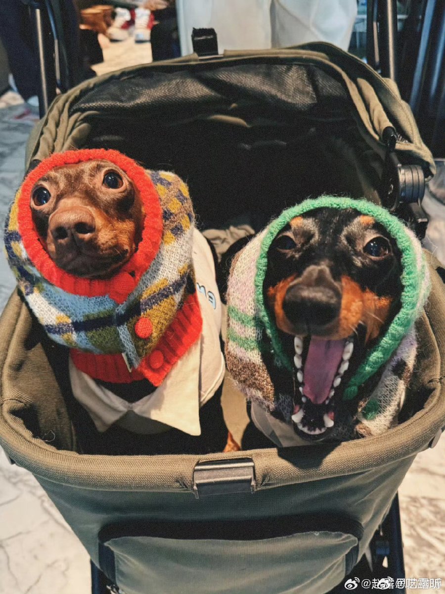 Carmen tomodachi tweet media