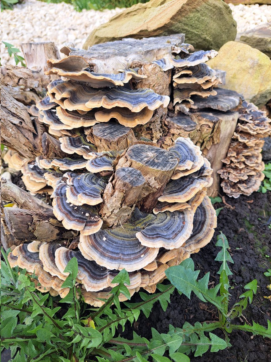 Gemma Walker tweet media