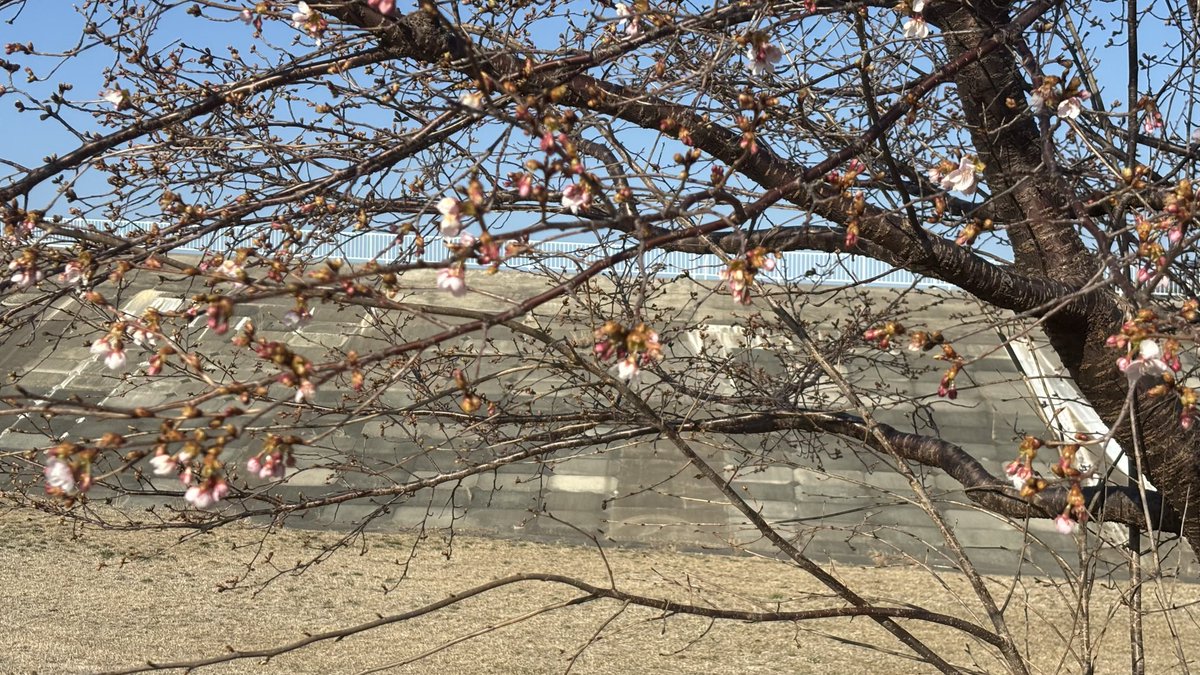 mtiwate's tweet photo. 鯨館裏で桜咲く
まだ3月なんですが、陽当たり良好！ https://t.co/RAauGvof65