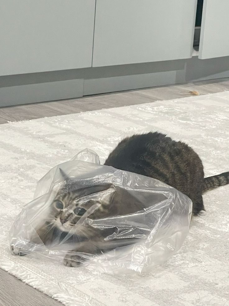 The Cats 𝕏 tweet media