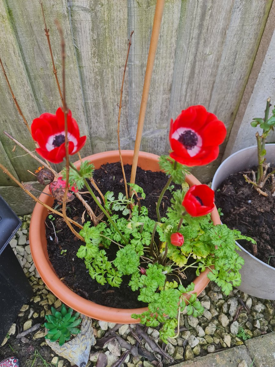 EmmaJane tweet media