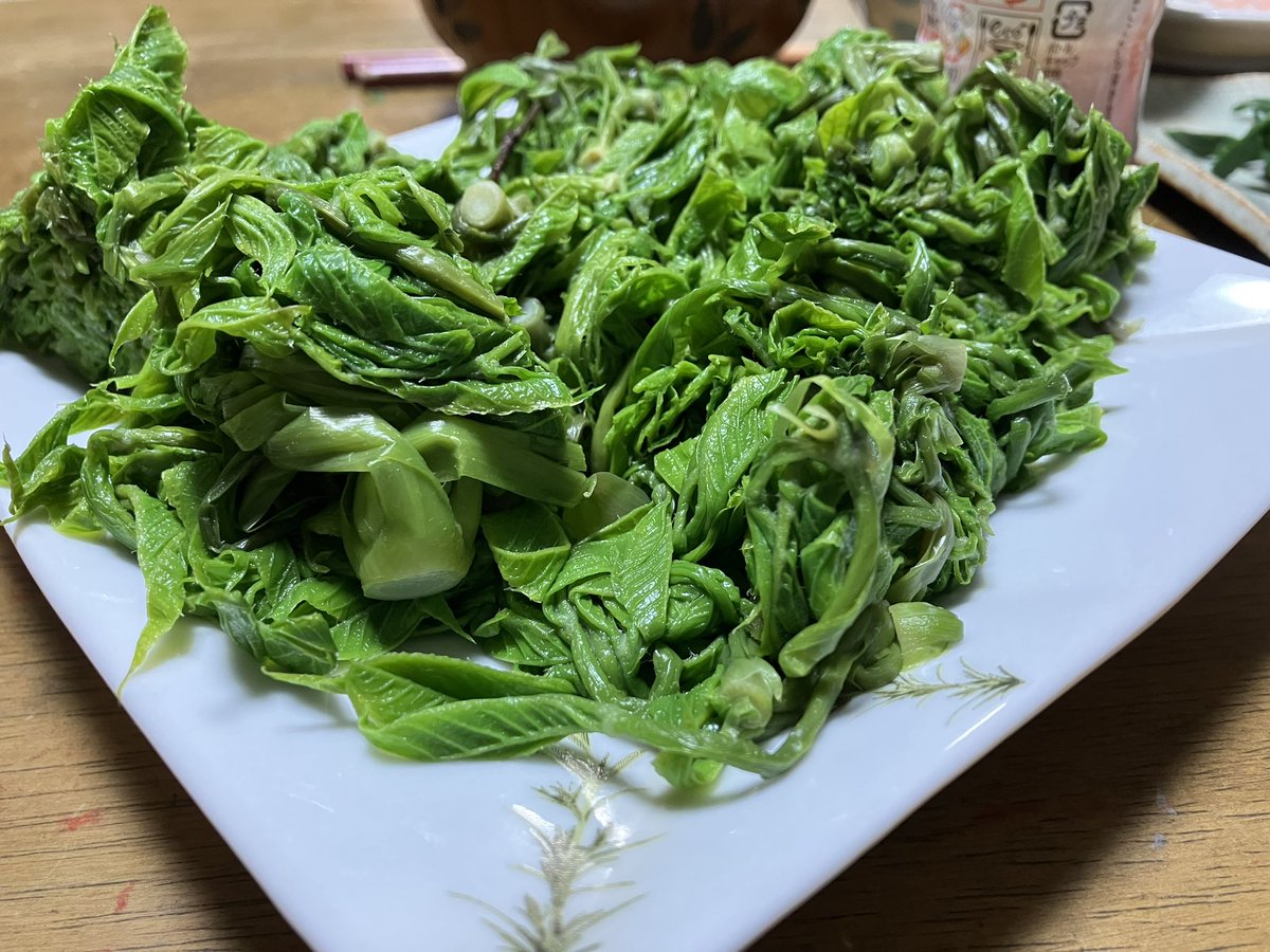 saurus_next tweet media