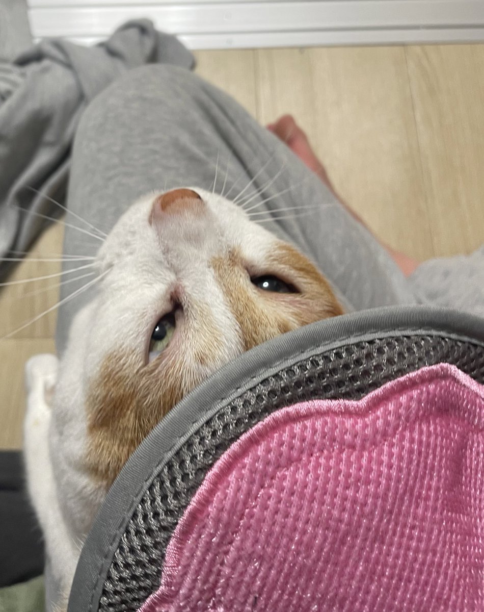 チャー坊 tweet media