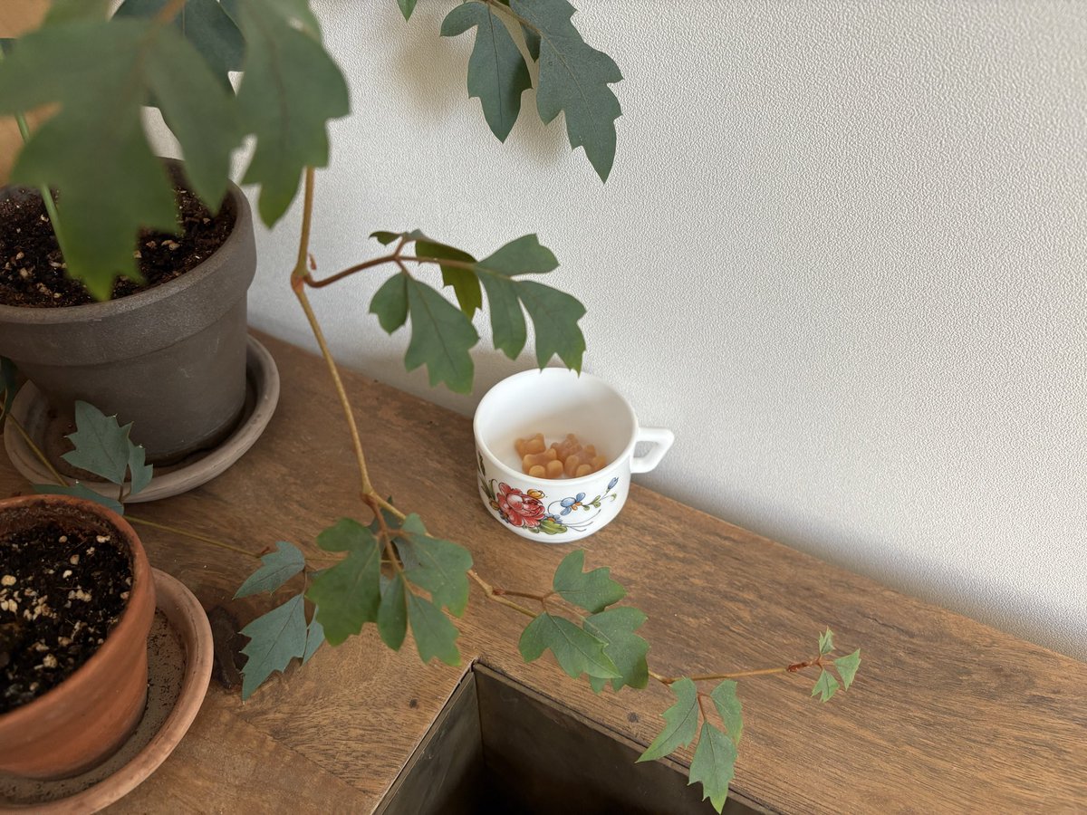 식사일기 tweet media