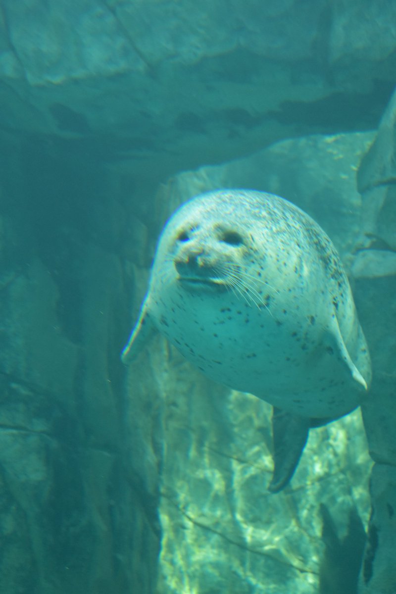 かわ@1228 tweet media