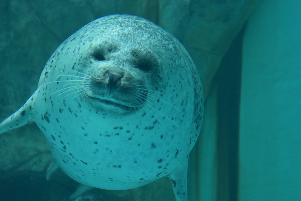 かわ@1228 tweet media