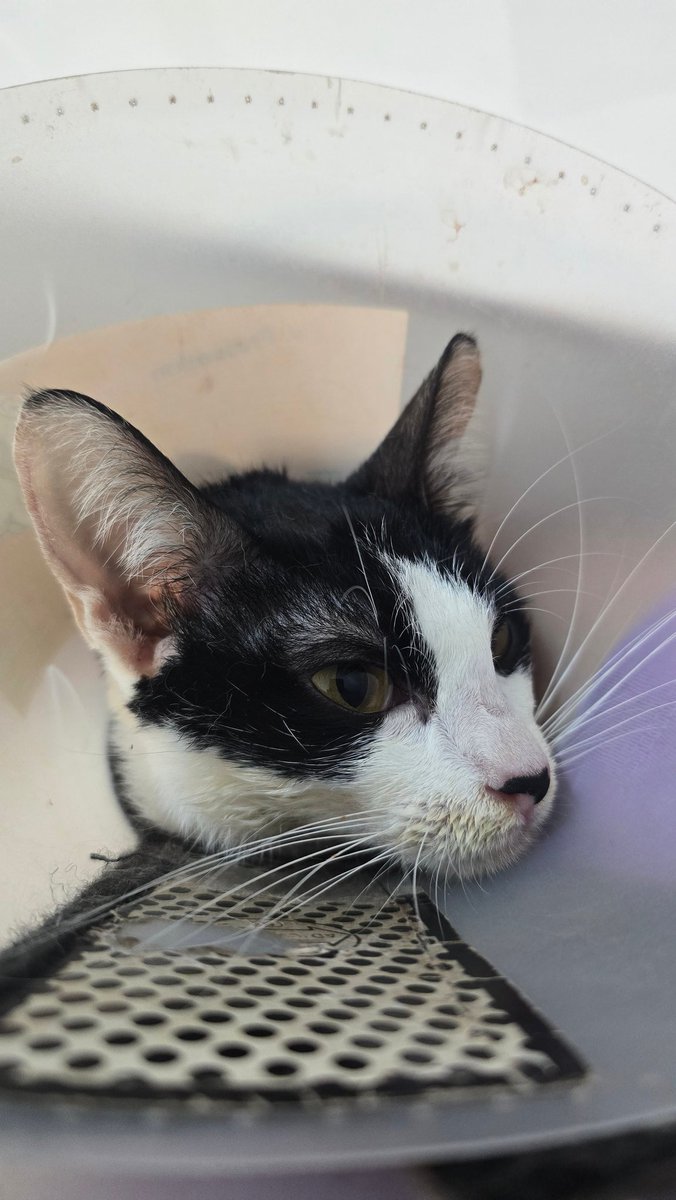 dorcasleelee's tweet photo. RFS: My cat was rushed to vet and is currently confined, so my priority is staying close to her. I don't think I can enjoy tomorrow's concert while my baby is fighting for her life. I’m also hoping to use the ticket sale to help manage her vet bills. https://t.co/nood6Ht6sc