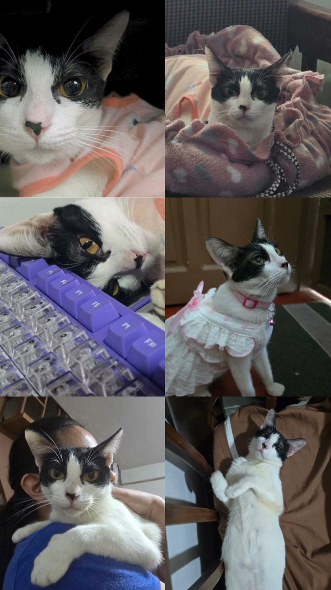 dorcasleelee's tweet photo. RFS: My cat was rushed to vet and is currently confined, so my priority is staying close to her. I don't think I can enjoy tomorrow's concert while my baby is fighting for her life. I’m also hoping to use the ticket sale to help manage her vet bills. https://t.co/nood6Ht6sc