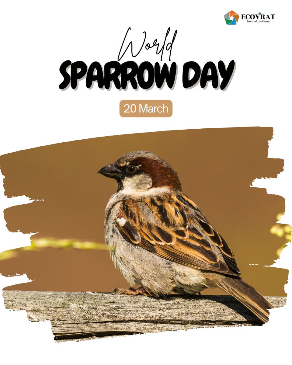 ecovrat's tweet photo. The tiny chirps that once filled our homes....
This World Sparrow Day, let’s make space for them again
Keep water out
Offer nesting spots
Plant native trees
#worldsparrowday #Sparrow #Conservation #SaveSparrow https://t.co/xvenbVPupm