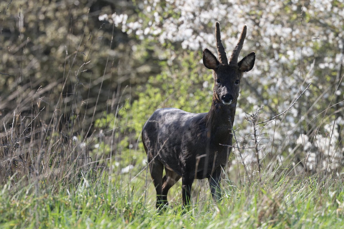 Roger Forster tweet media