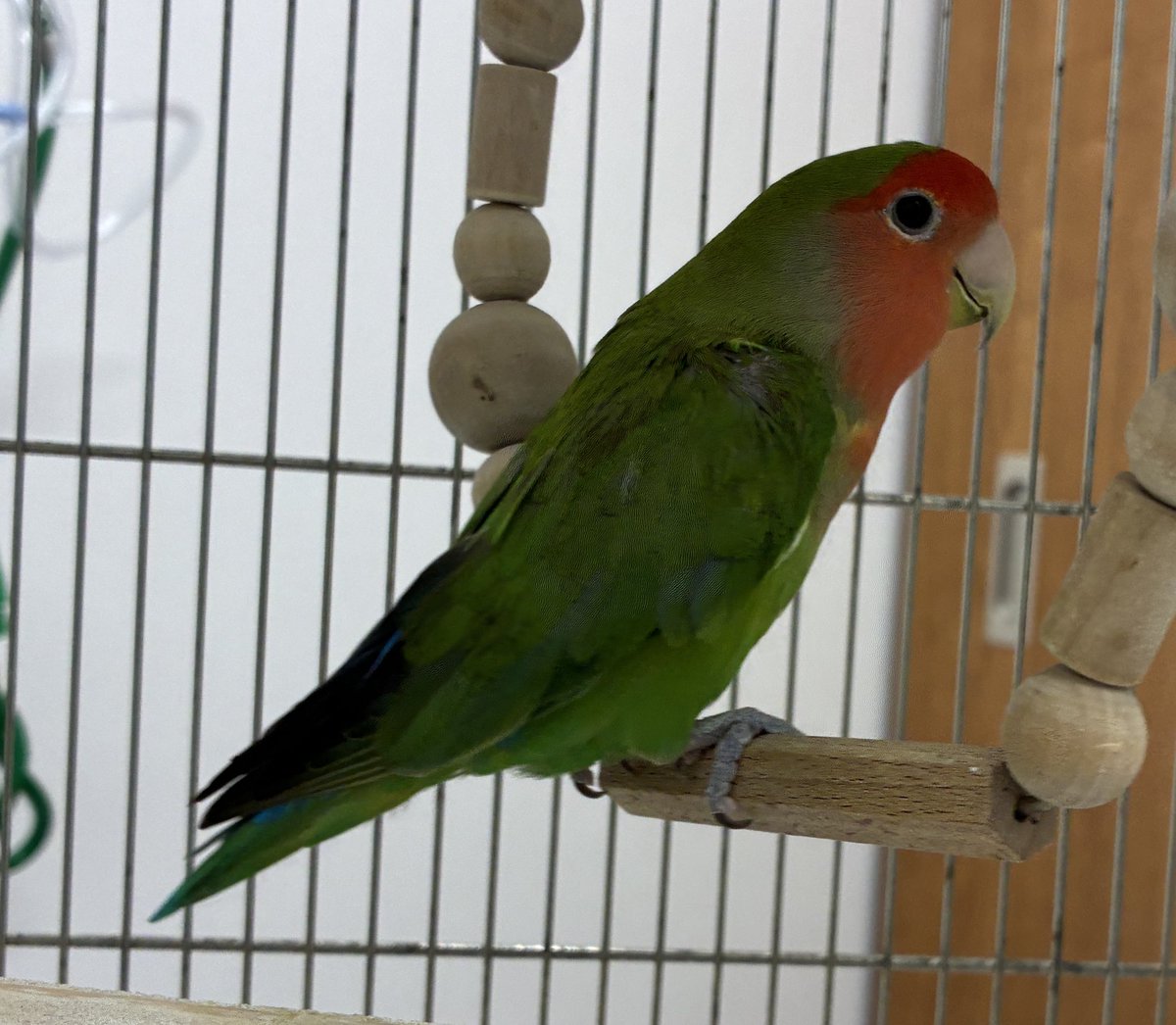 永嶋 惇平@とくしま鳥の病院 tweet media