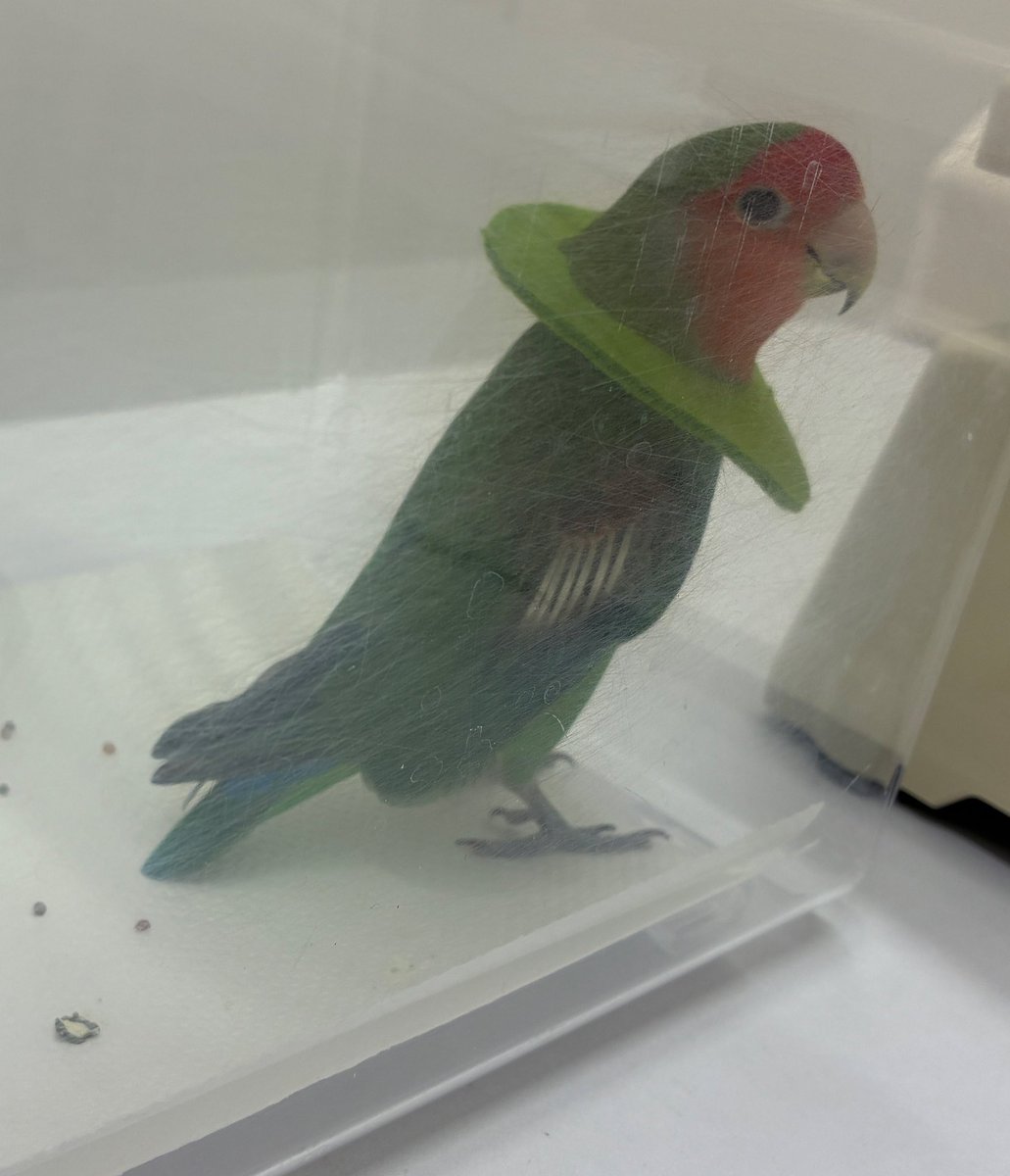 永嶋 惇平@とくしま鳥の病院 tweet media