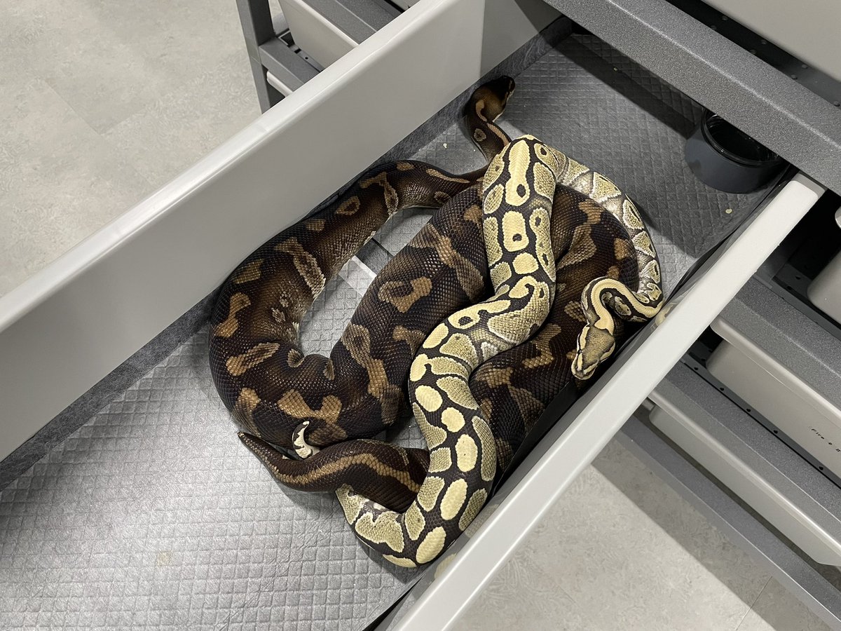 δ7Ballpython tweet media