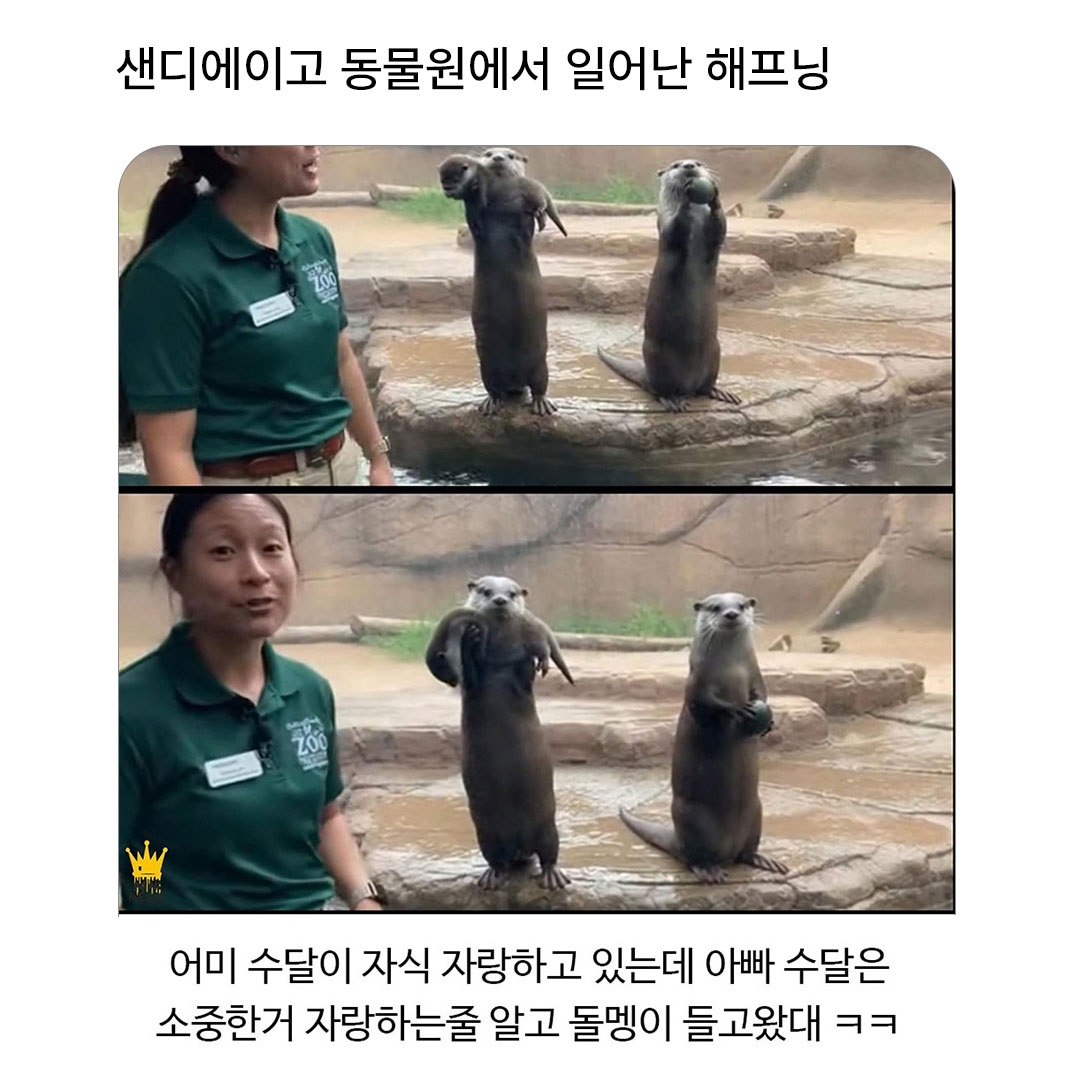 맵고스 tweet media