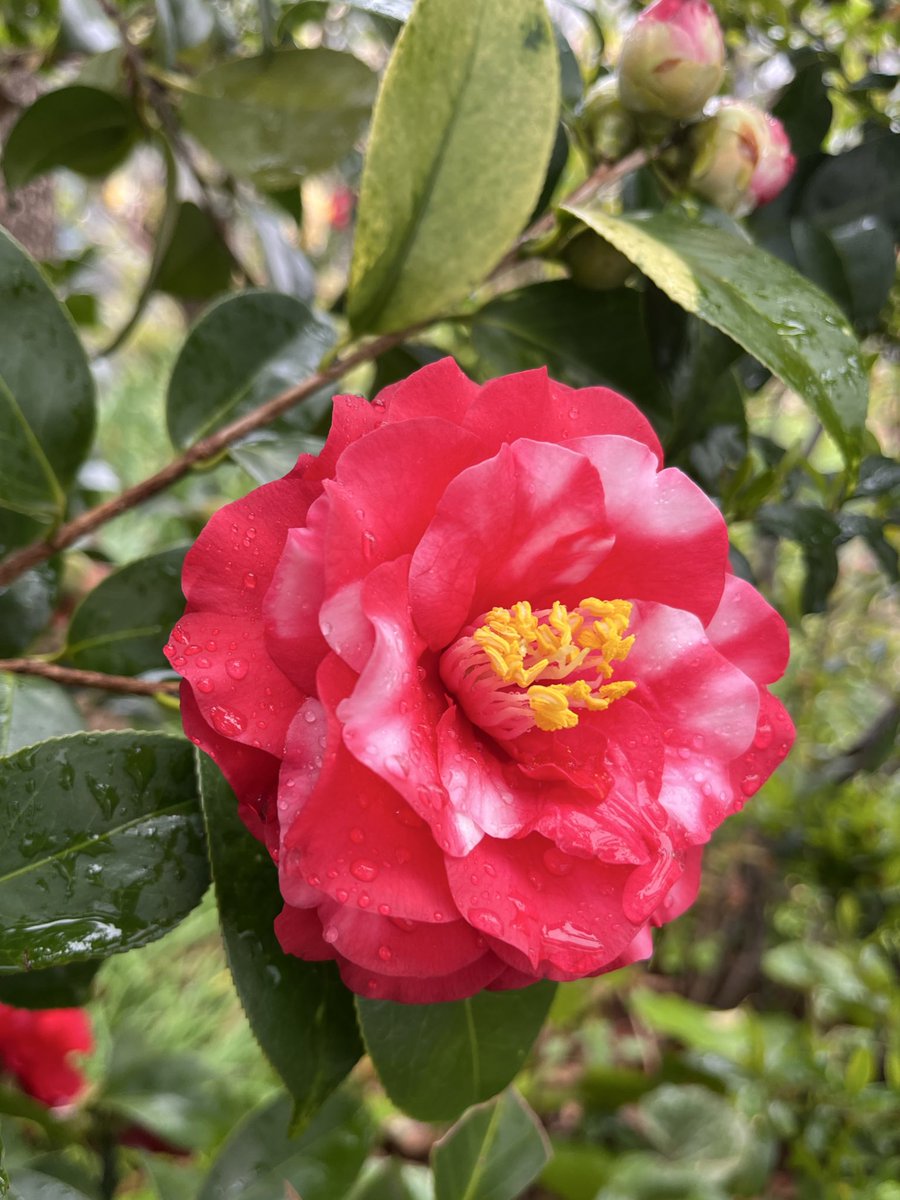 魔法使いの弟子 ﾏﾊﾘｸﾏﾊﾘﾀ− tweet media