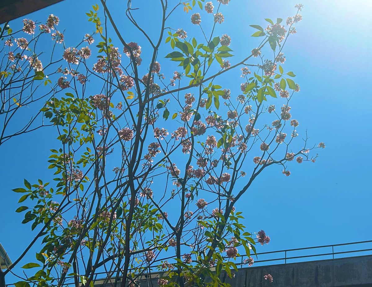 Memsaab🌸 tweet media