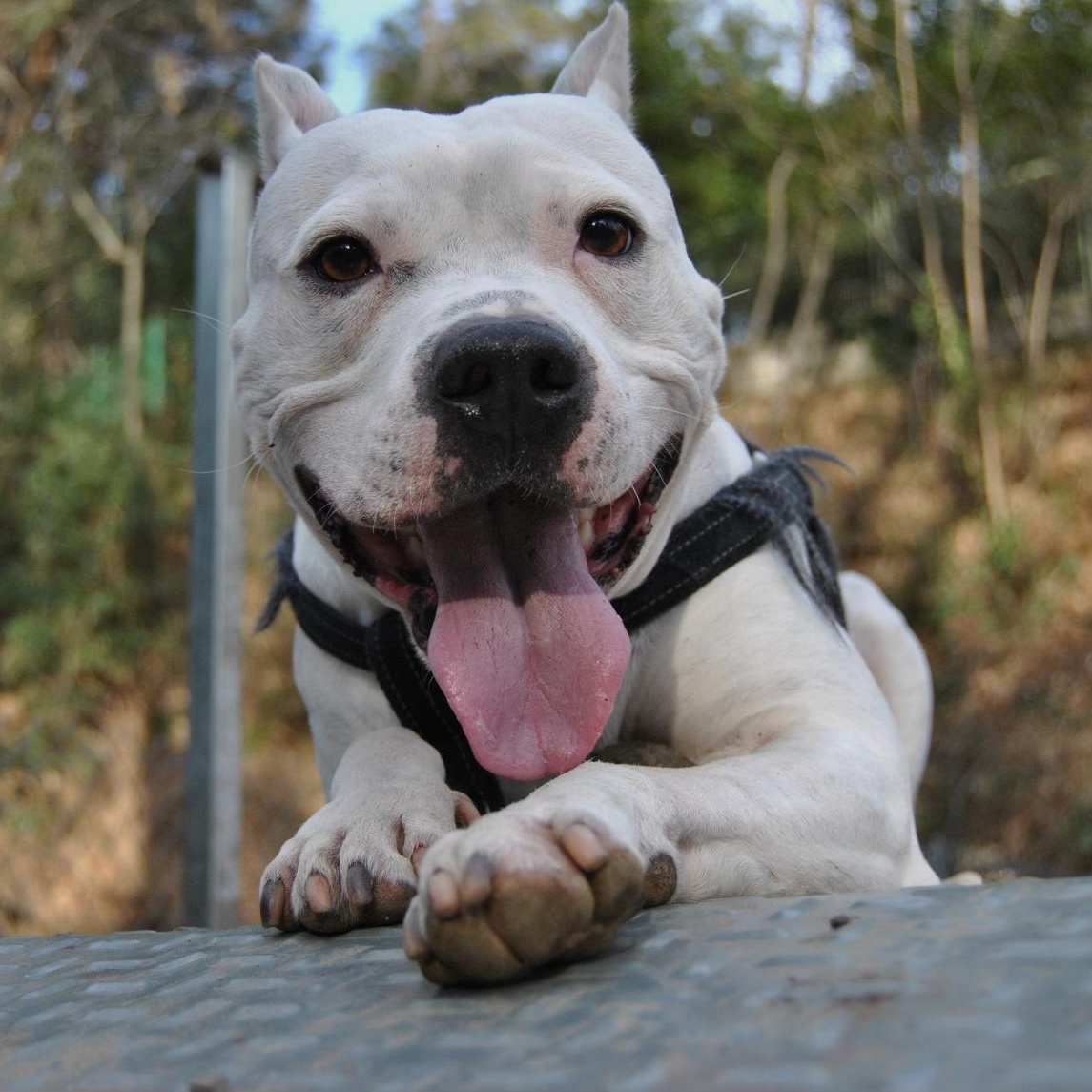 SOS Abuelos tweet media