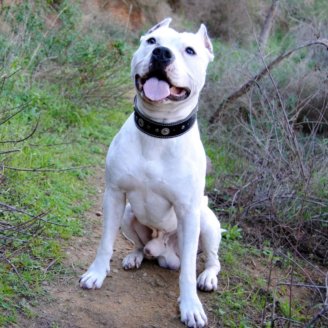 SOS Abuelos tweet media