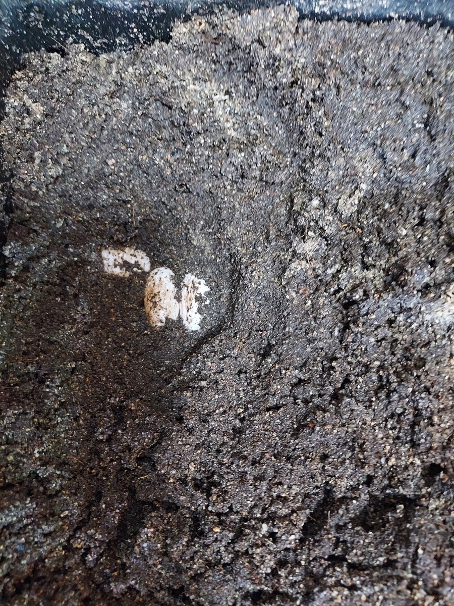 《⭐olion⭐》starlion tweet media