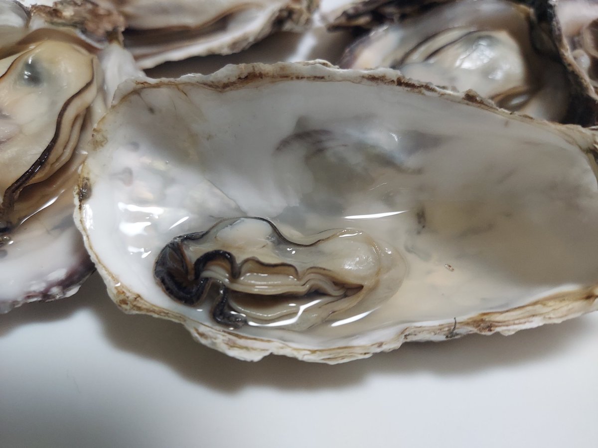 《⭐olion⭐》starlion tweet media