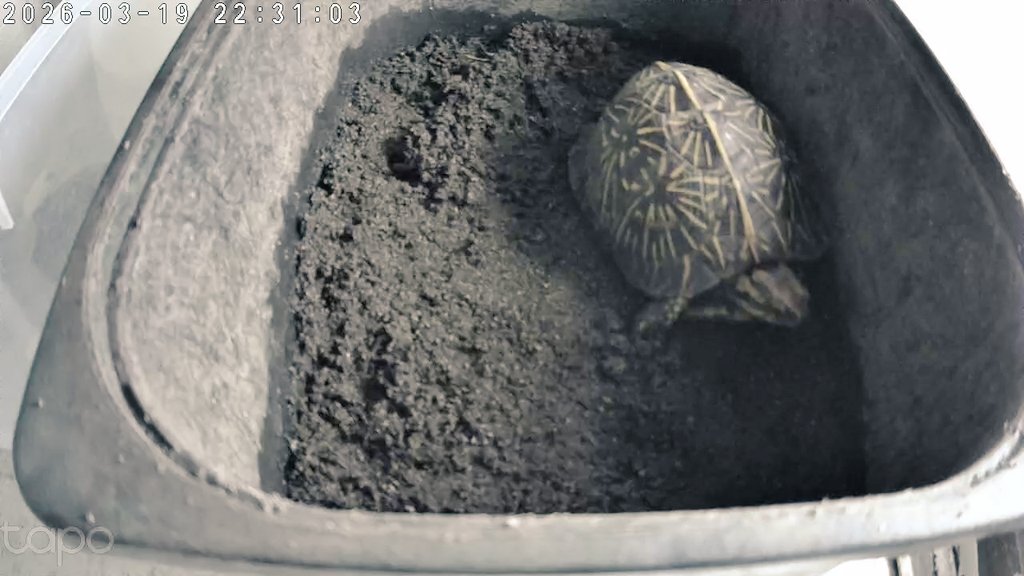 《⭐olion⭐》starlion tweet media