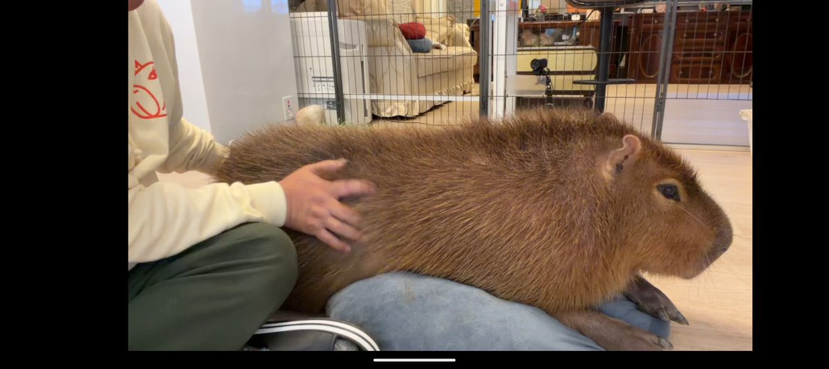 空音(たかね)🎀*カピバラマロン親衛隊🌰 tweet media