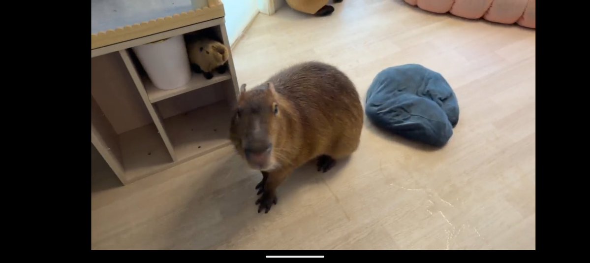 空音(たかね)🎀*カピバラマロン親衛隊🌰 tweet media