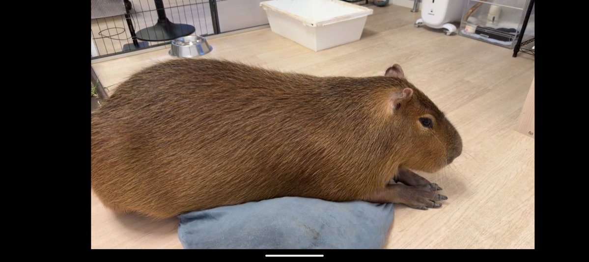 空音(たかね)🎀*カピバラマロン親衛隊🌰 tweet media