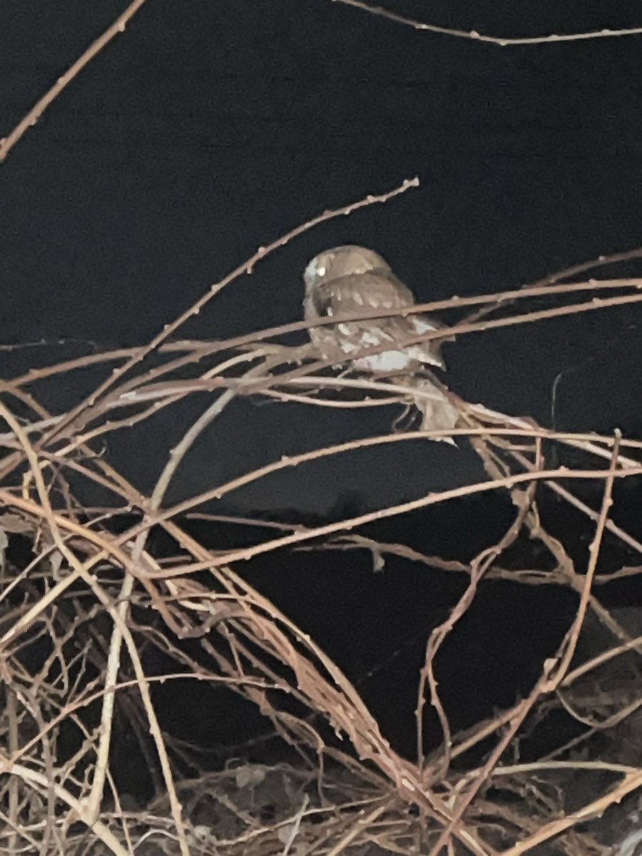 tactertacter's tweet photo. @CarlBovisNature Incredible pic Carl. Came across this lil guy walking the dogs. Was just a blob in the dark. https://t.co/8SMAt5j7Nt