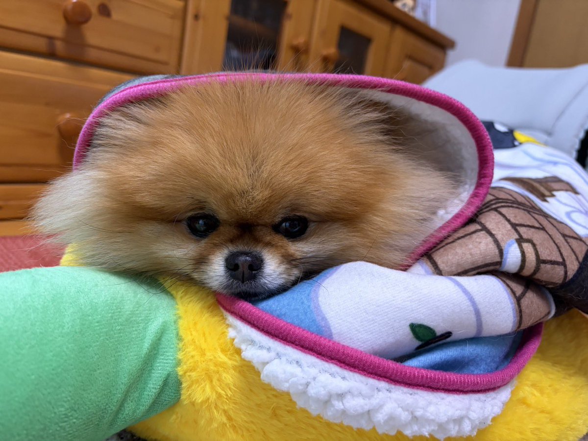 くつろぐまるちゃん