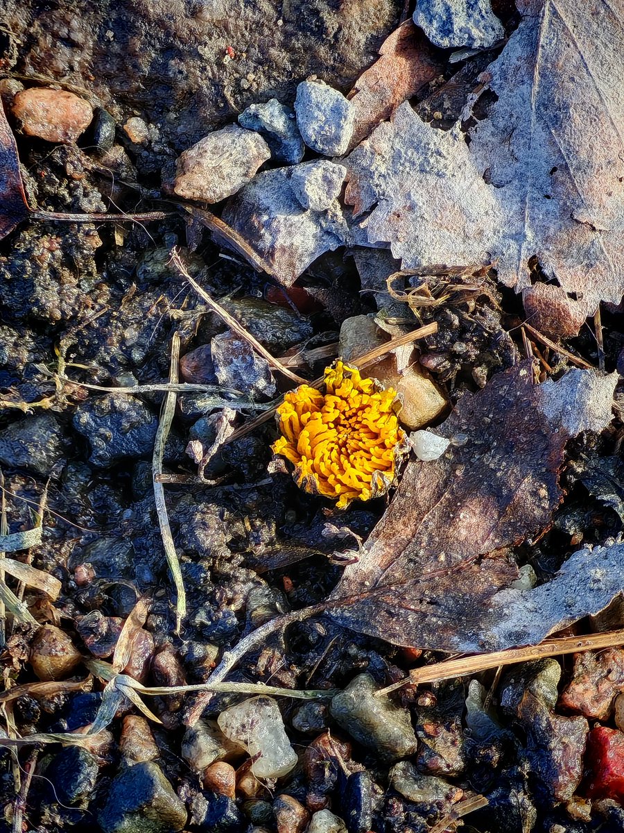 Mrs. Goonhusband 🇫🇮 tweet media