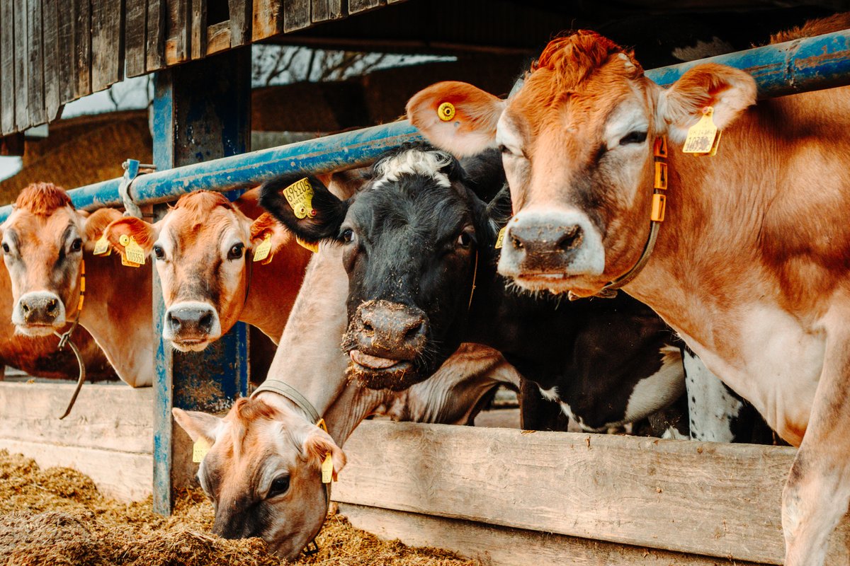 KW Feeds tweet media