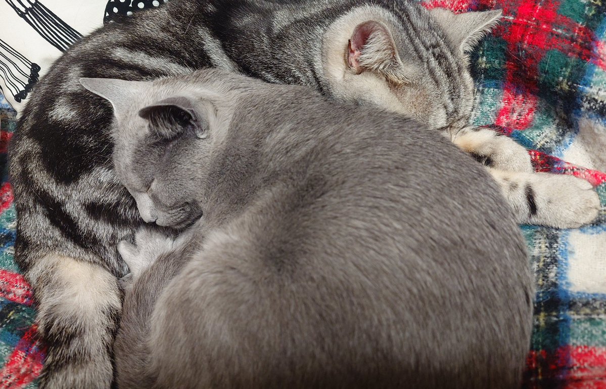 金丸淳一🌞VoiceActor&Vocalist Jun-ichi KANEMARU tweet media