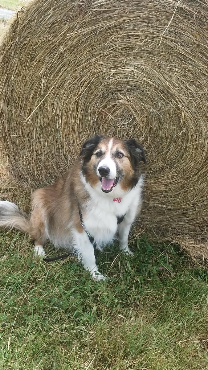 #AngelDannyBoy #AngelSamiCat tweet media