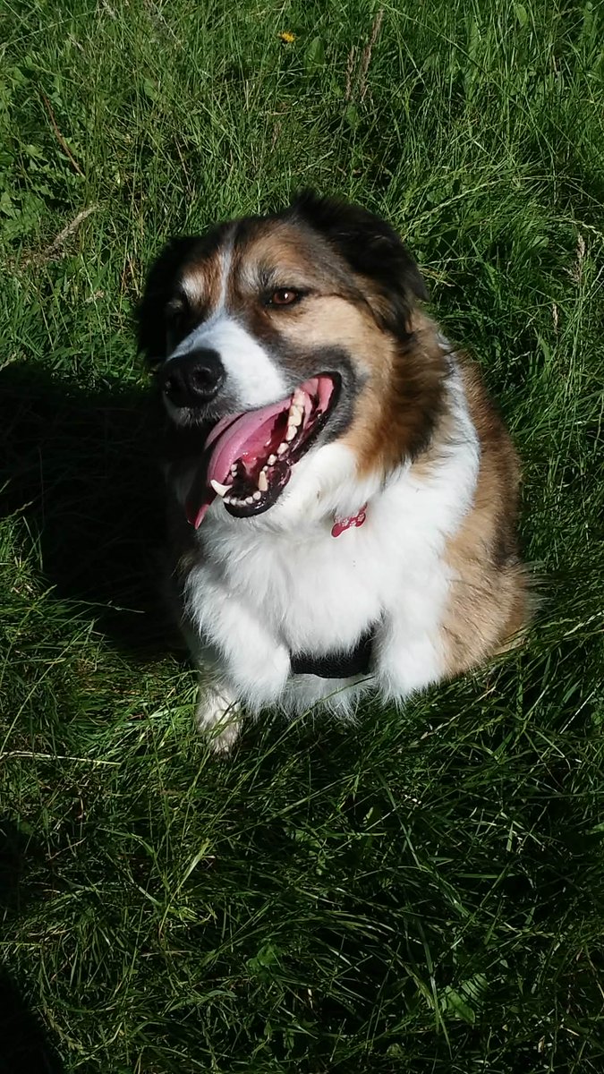 #AngelDannyBoy #AngelSamiCat tweet media