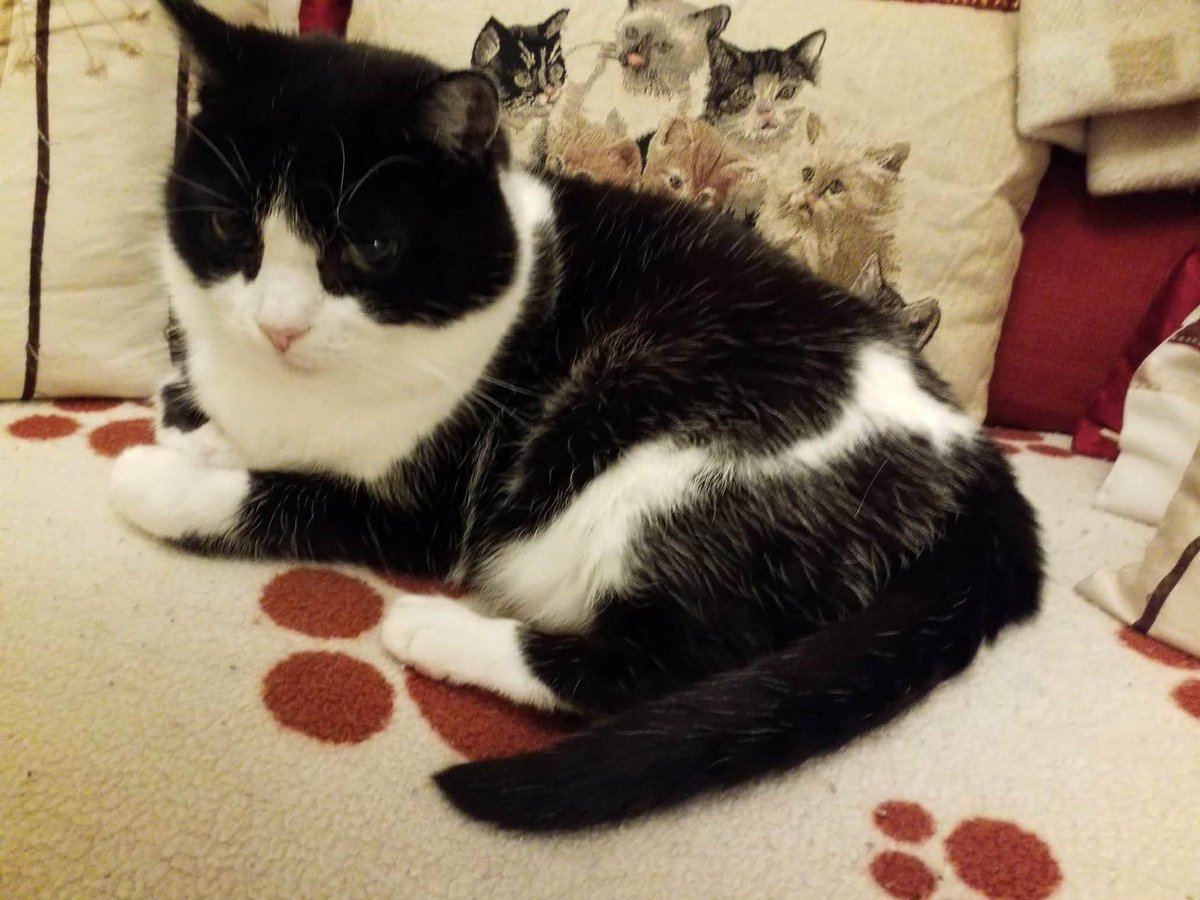 #AngelDannyBoy #AngelSamiCat tweet media