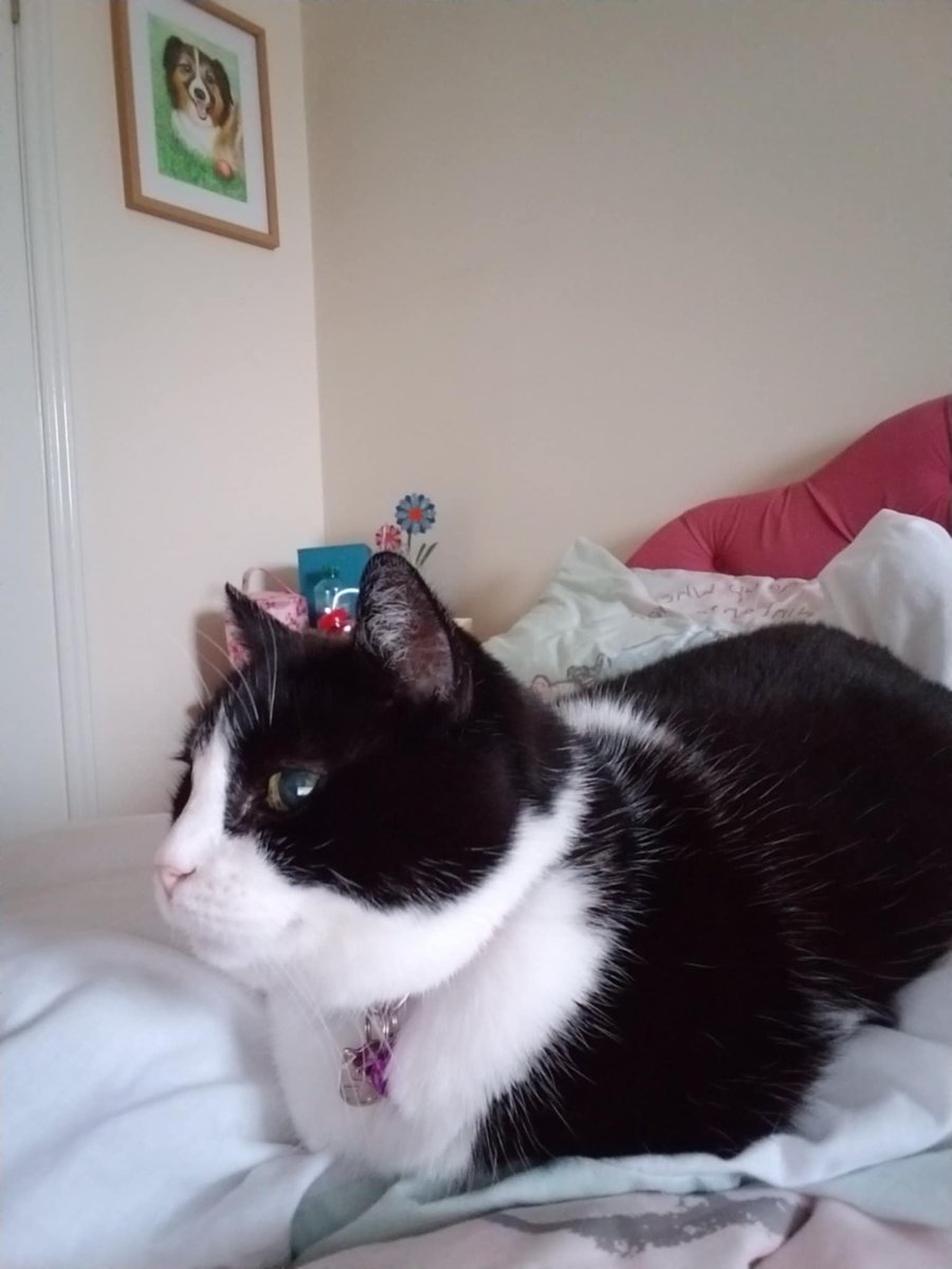 #AngelDannyBoy #AngelSamiCat tweet media