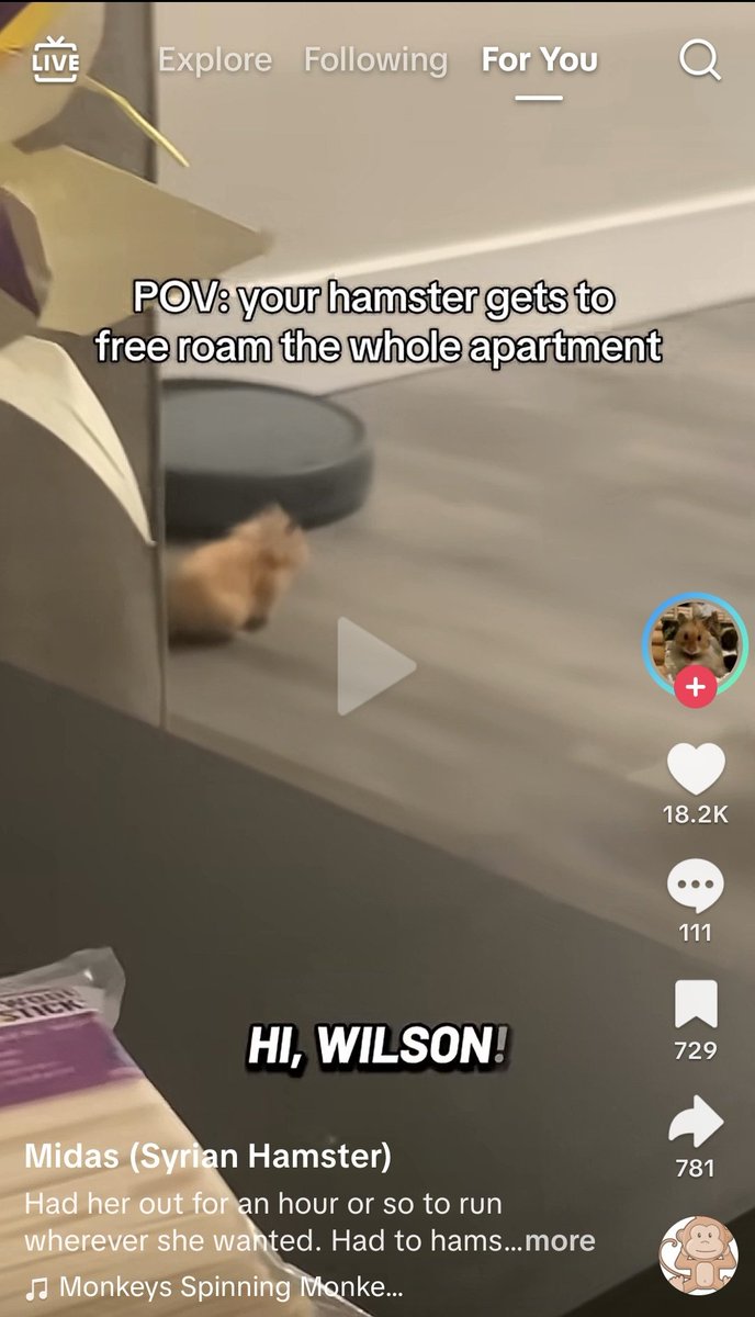 amarecherub's tweet photo. ????? 

doom scrolling on tiktok &amp; theres an ACTUALLY pet hampter named Wilson 😭 https://t.co/ViC8CPyBmA