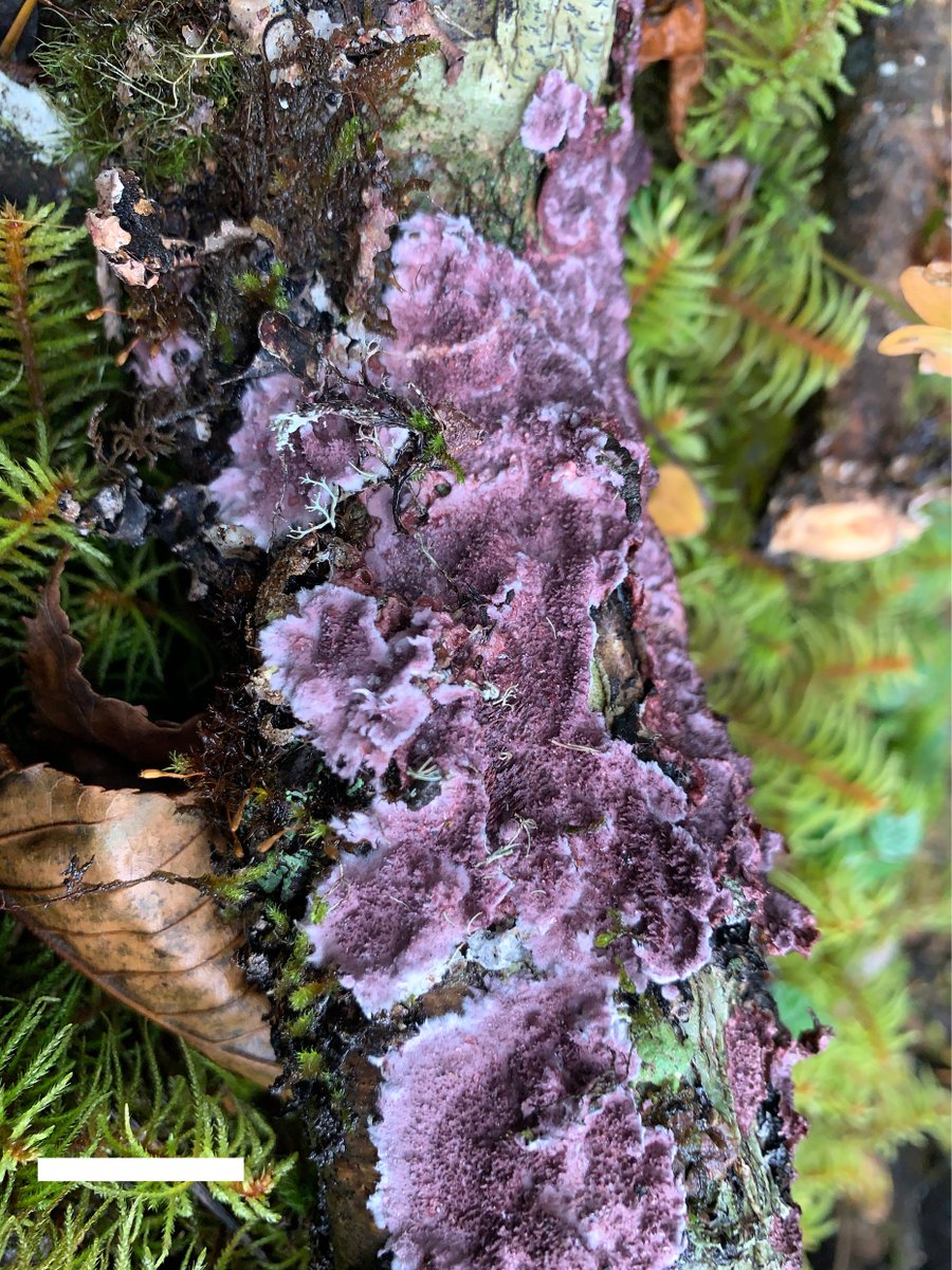 MycoKeys tweet media