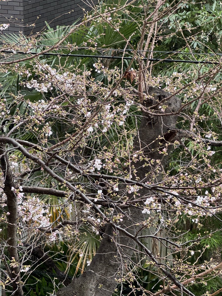 higashim's tweet photo. 我が家の桜が開花しました https://t.co/KHBo265U43