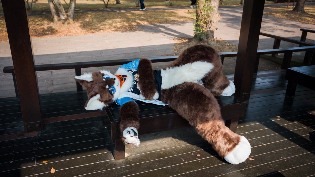 LittleWolf0221's tweet photo. 「小知識：太陽曬久會有烤棉花糖的味道（？」

#FursuitFriday https://t.co/KALfXlANeg