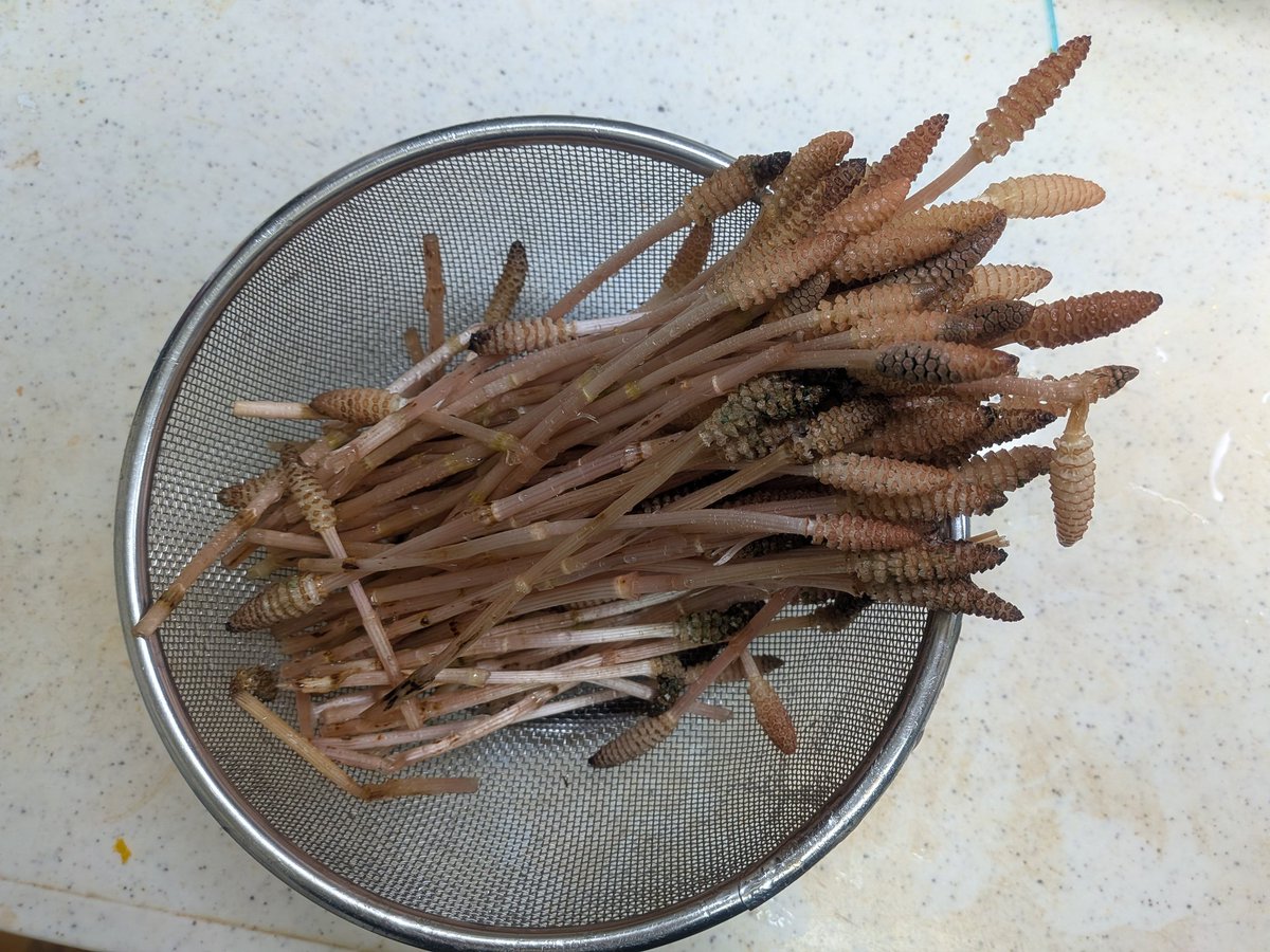 おにぐら tweet media