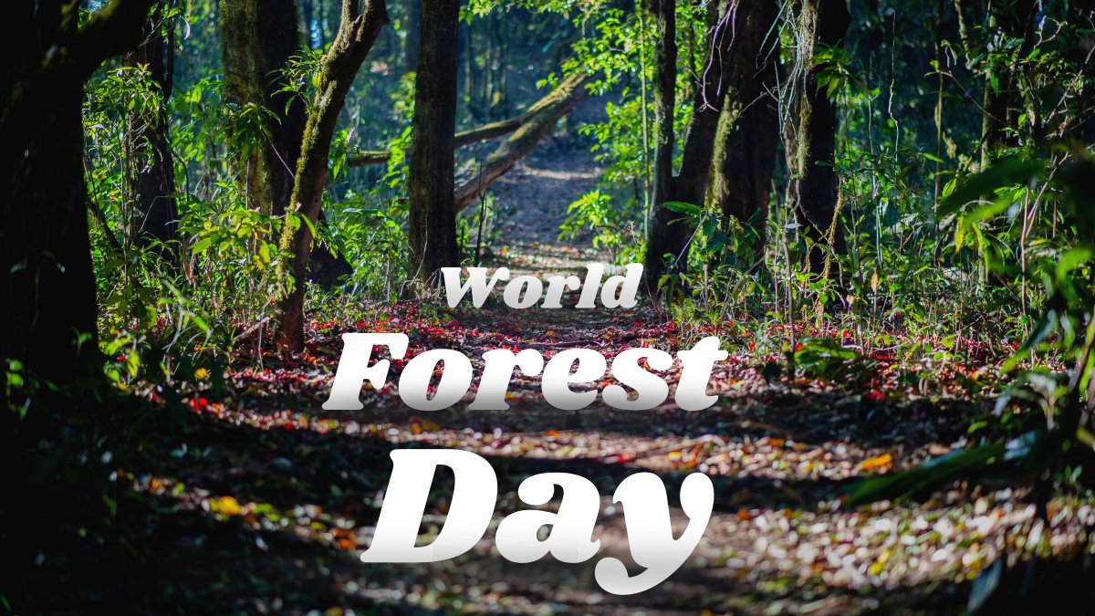 On International Day of Forests, we celebrate the rich forests of Assam that sustain biodiversity, wildlife and ecological balance. 🌳

Over the past five years, sustained efforts have helped reclaim large tracts of encroached forest land and revive degraded forest areas, marking