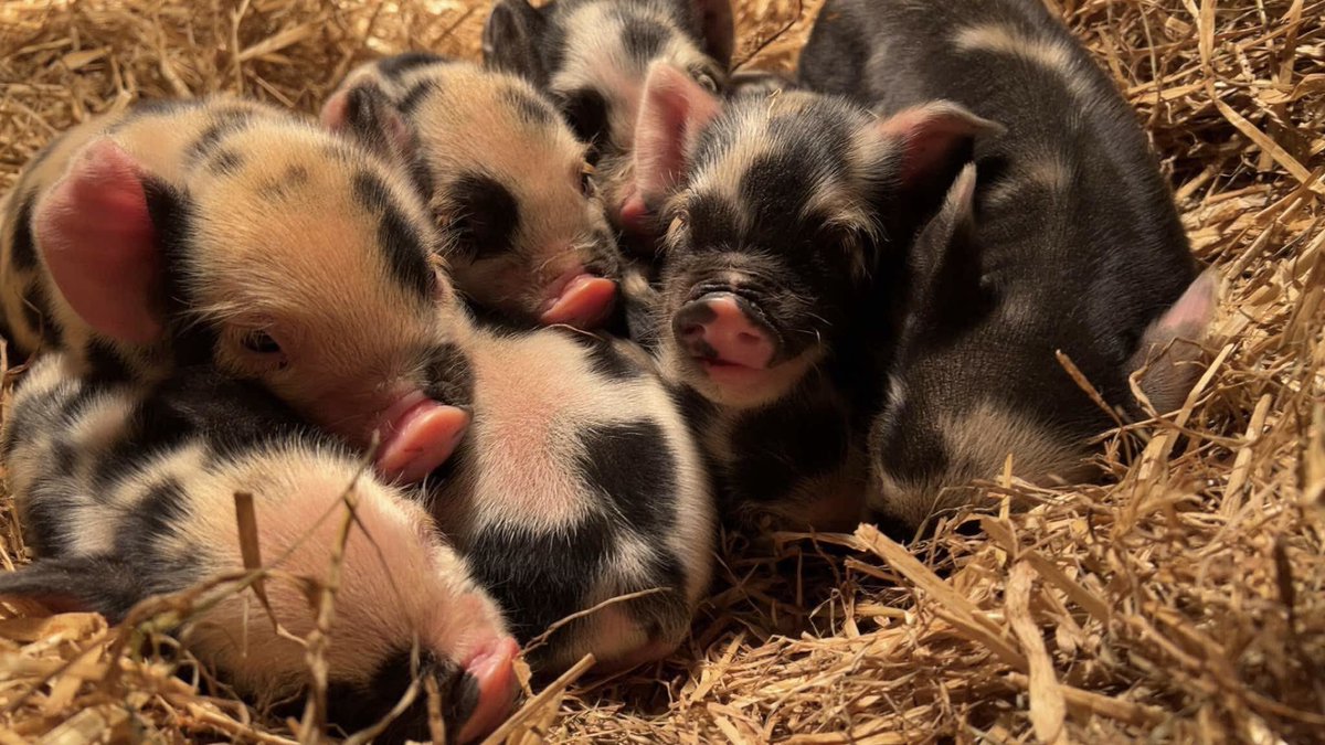 Women in Agriculture tweet media
