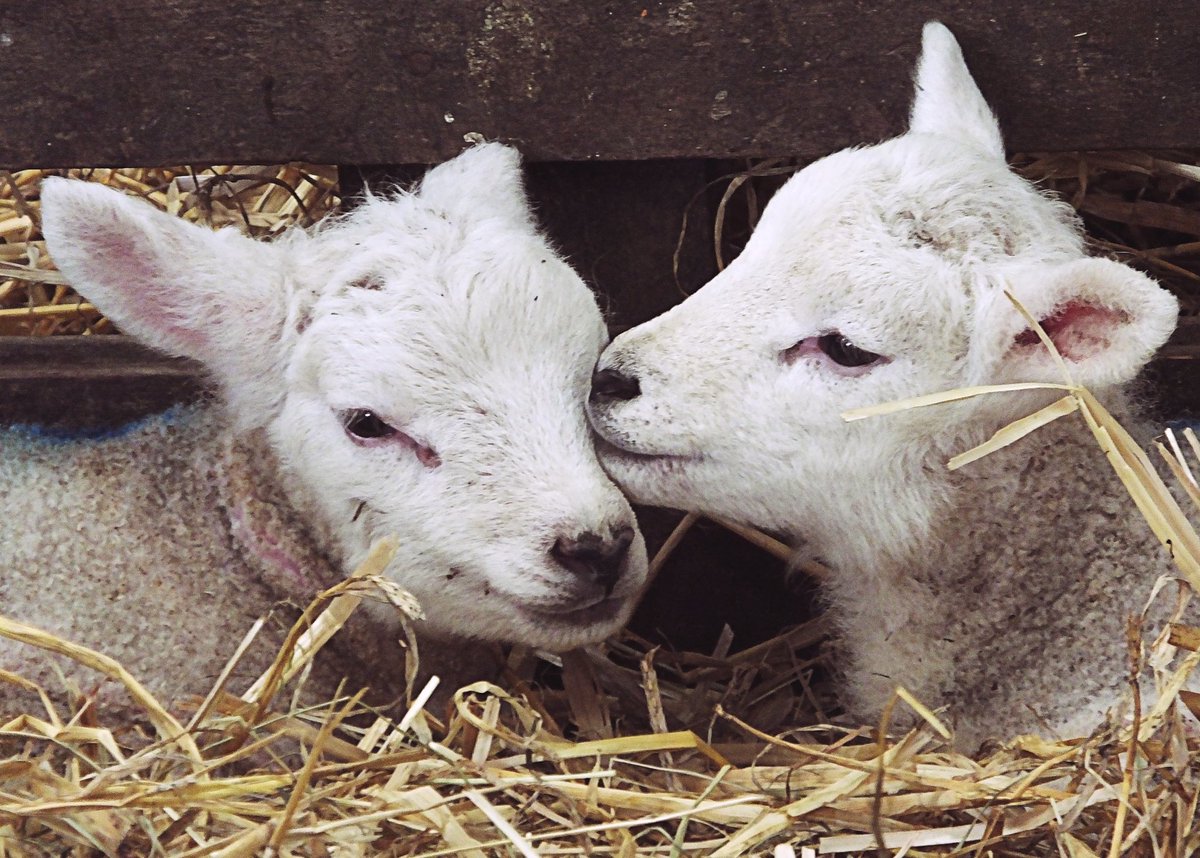 Women in Agriculture tweet media