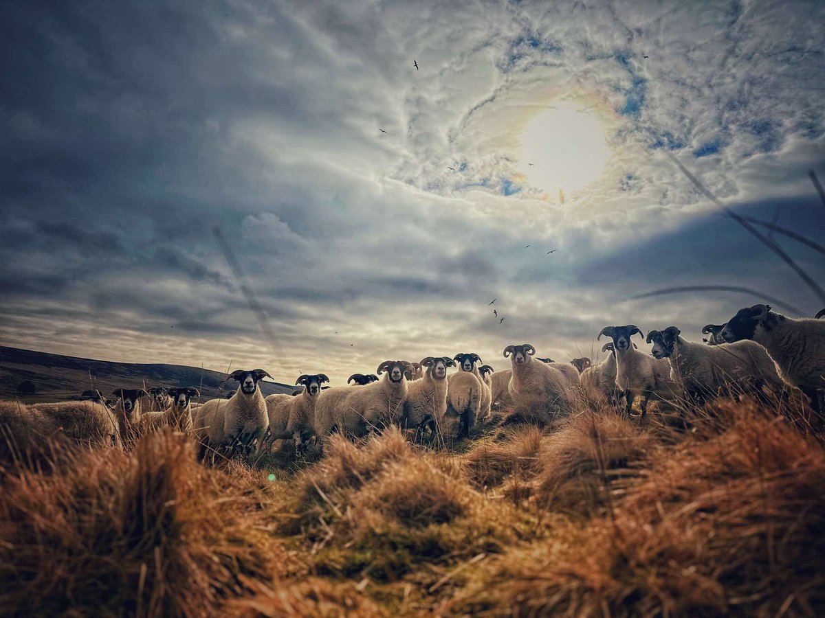 Women in Agriculture tweet media