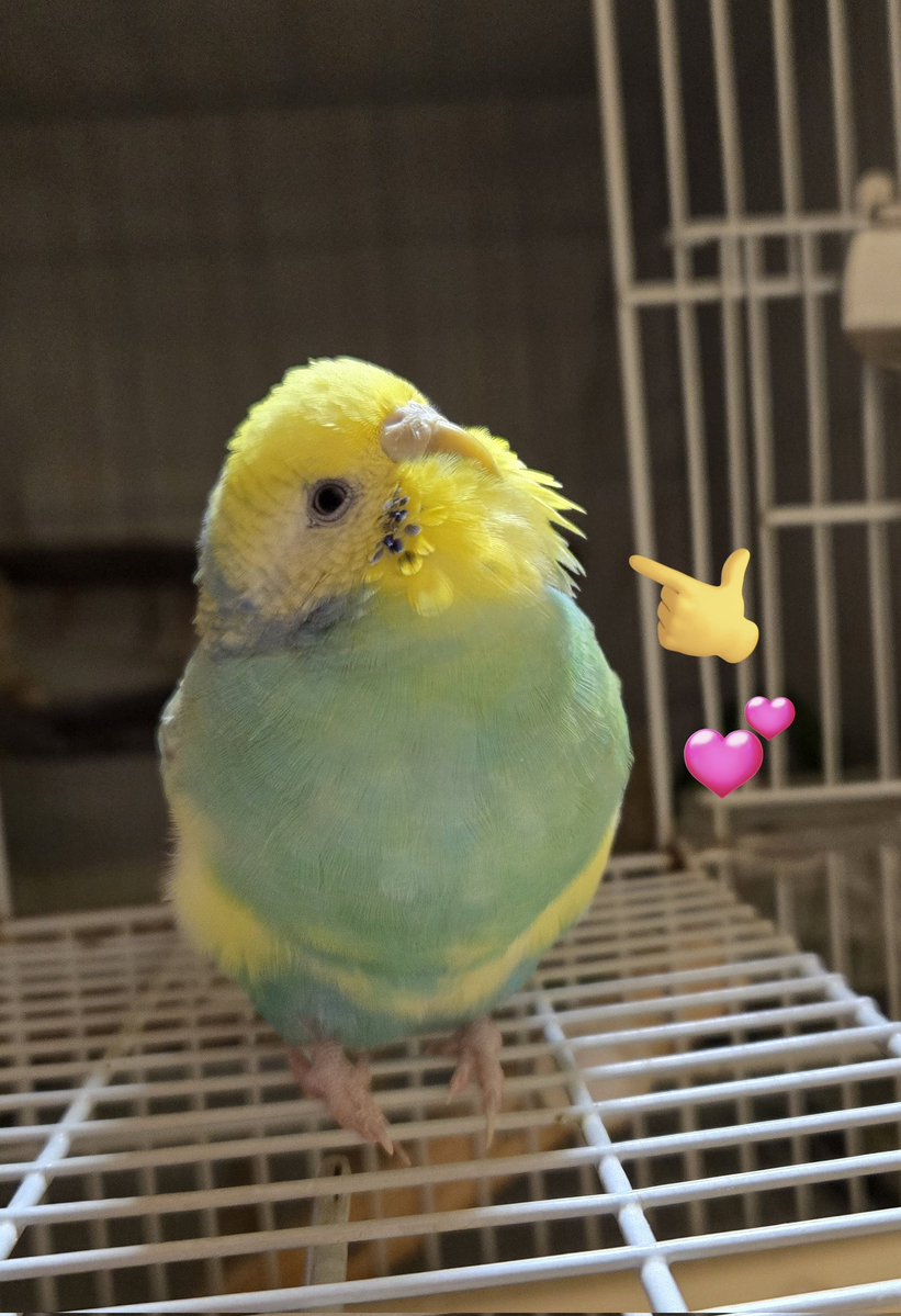 フチママ tweet media