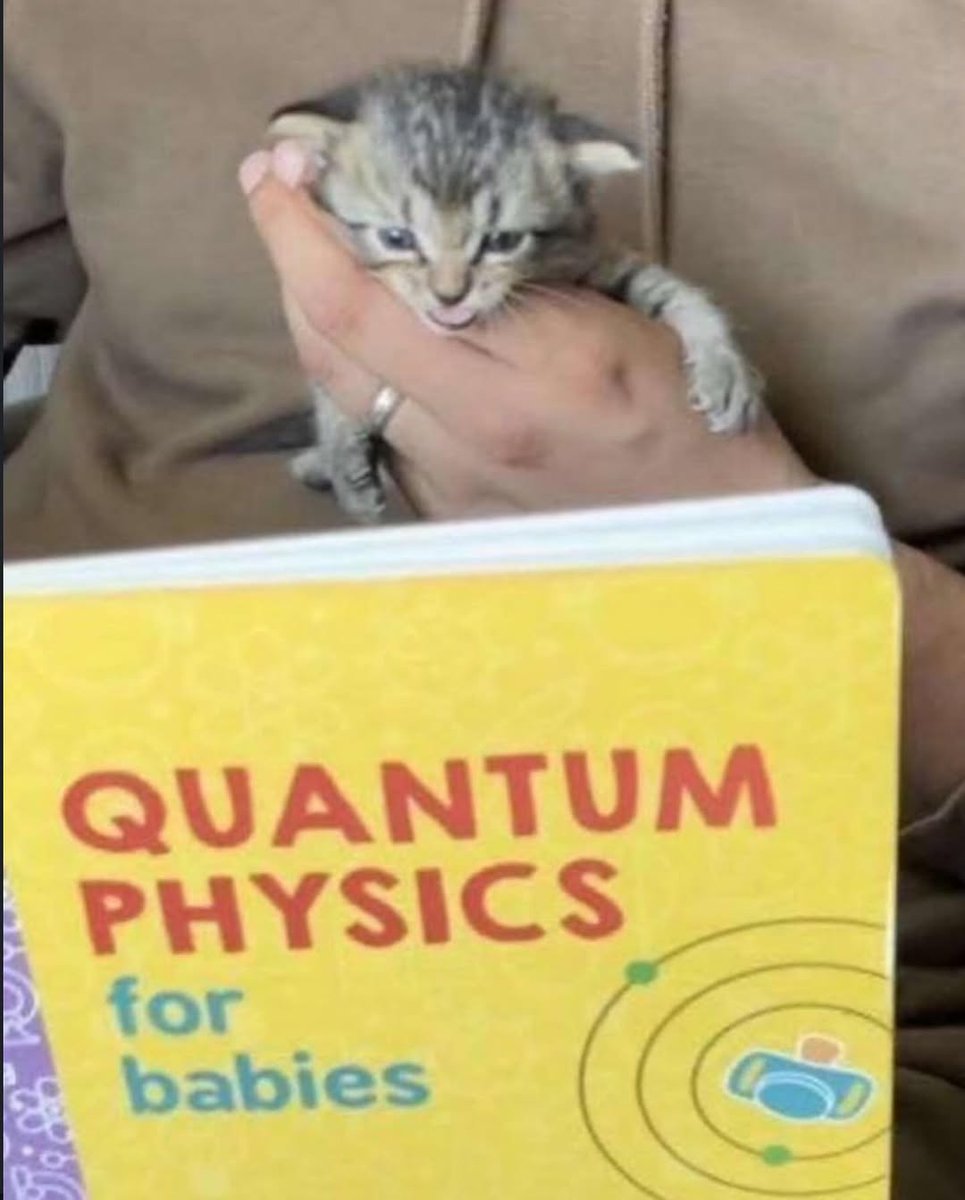 smol silly cat tweet media