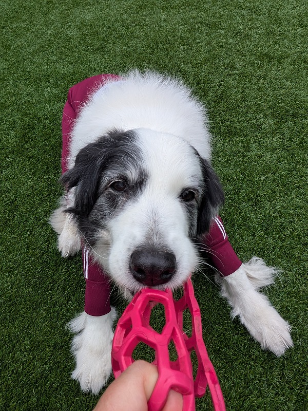 ドルチェ tweet media