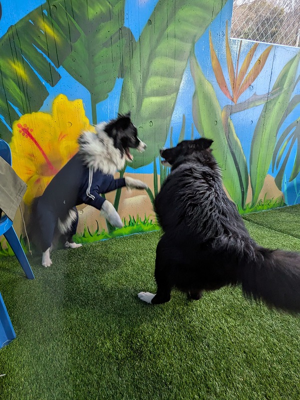 ドルチェ tweet media